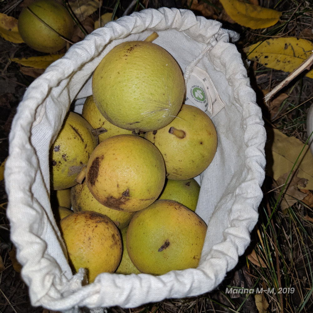 A bag of green walnut fruits