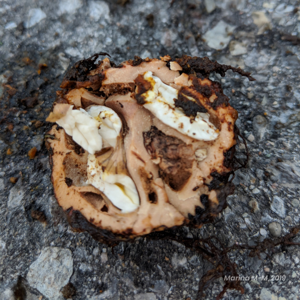 A black walnut cracked open
