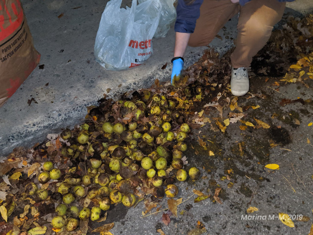 A woman picking up walnuts from the side of a street