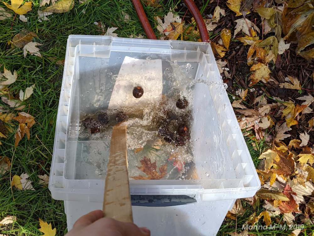 A few walnuts in a bucket of water, with a stirring stick