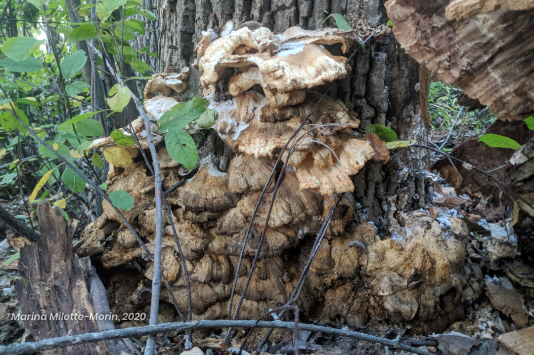 And old chicken-of-the-woods colony. The colours are drab and the mushrooms are wilting.
