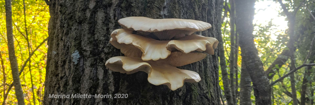 Stacked Oyster mushrooms on a tree trunk