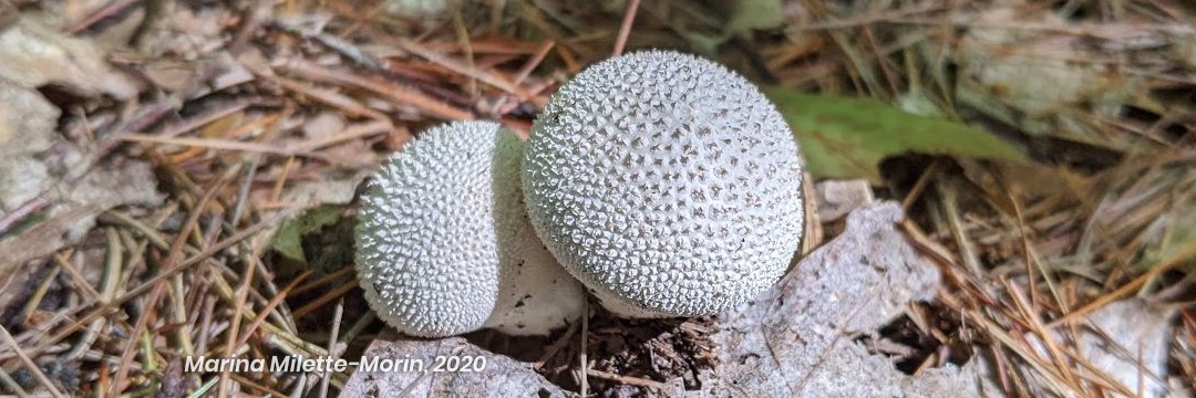 Two small puffball mushrooms growing out of pine needles on the ground