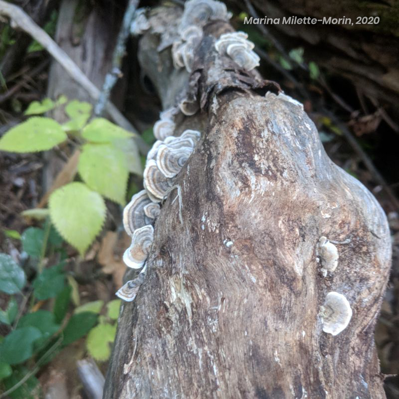 Older turkey tail mushrooms and potential look-alikes
