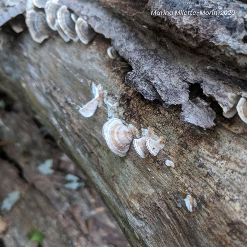 A young turkey tail mushroom