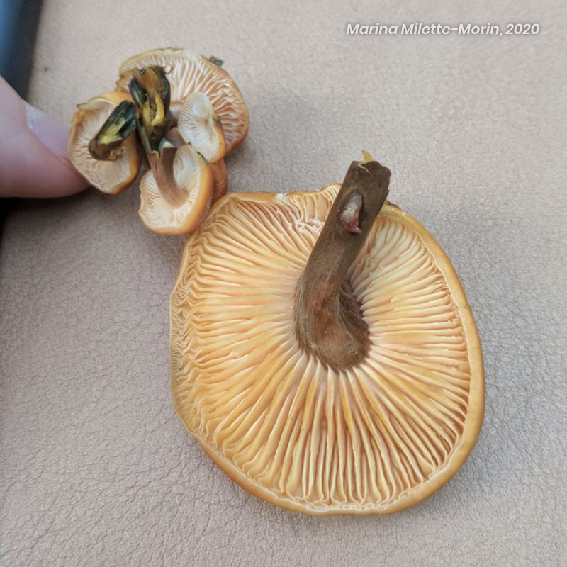 Bottom of a Velvet Foot mushroom