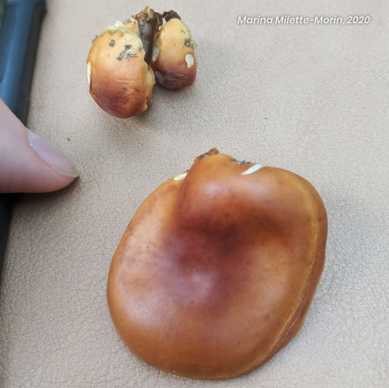 Top of a Velvet Foot mushroom