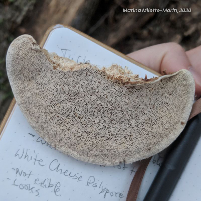 Bottom of an older White Cheese Polypore