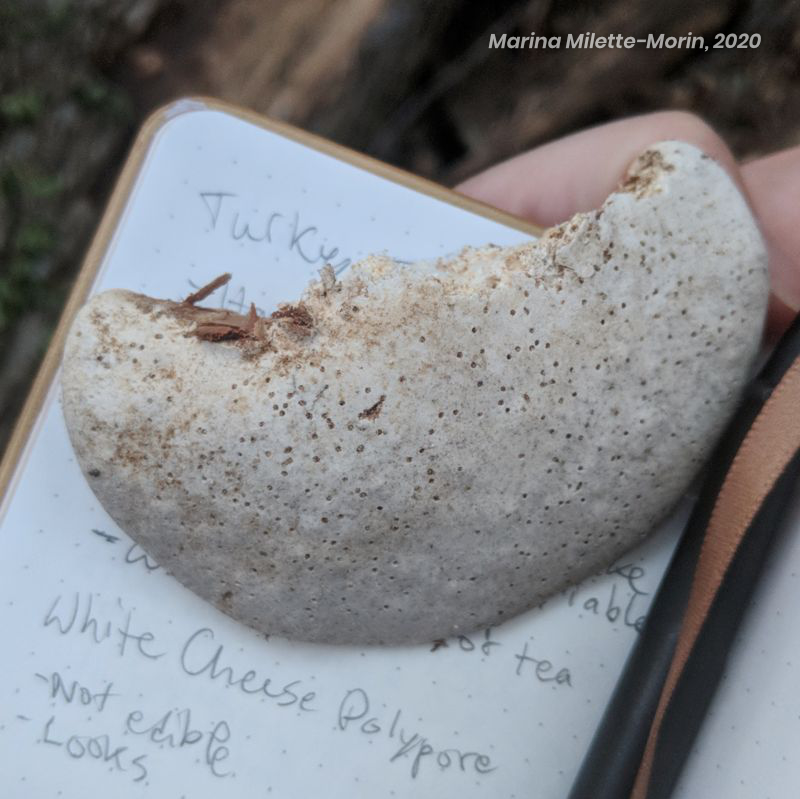 Top of an older White Cheese Polypore